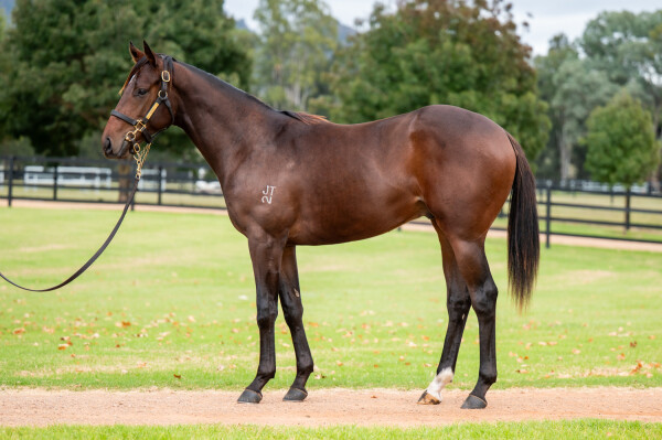 Lot 186: Russian Camelot (IRE) / Cordilla