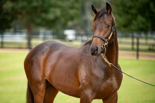 Lot 187: Trapeze Artist / Coromandel