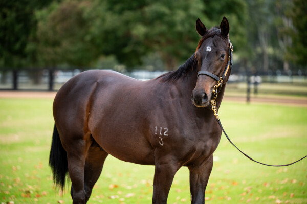 Lot 221: Portland Sky / Glamour Fox