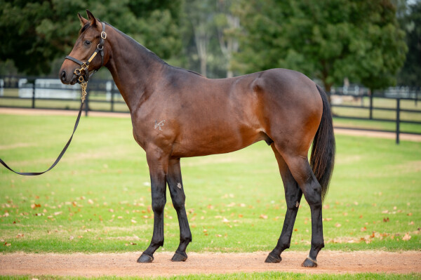 Lot 187: Trapeze Artist / Coromandel