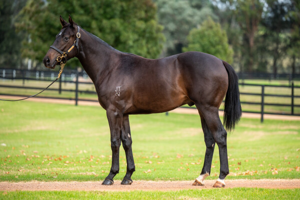 Lot 221: Portland Sky / Glamour Fox