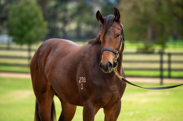 Lot 245: Portland Sky / Jeanneau