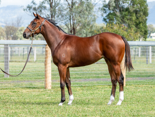 Lot 53: Castelvecchio / Shabaia