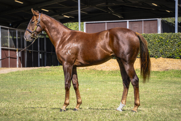 Lot 34: Anders / Raahiyah