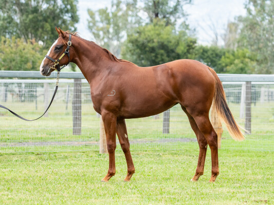 Lot 44: Gold Standard / Russian Ruby