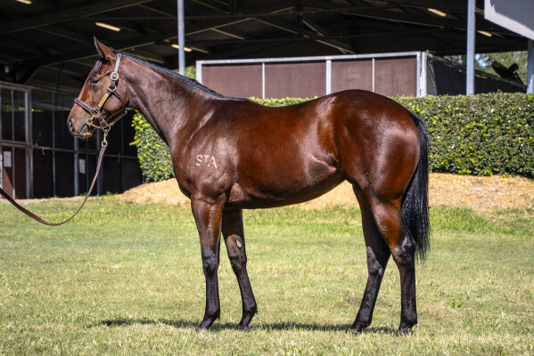 Lot 73: Profiteer / Southern Girl