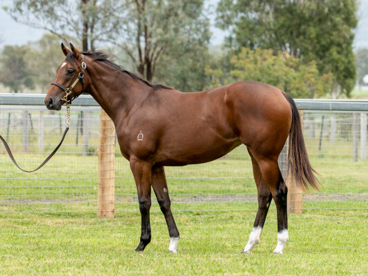 Lot 79: Astern / Star Player