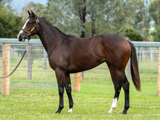 Lot 119: Shalaa (IRE) / Wendover