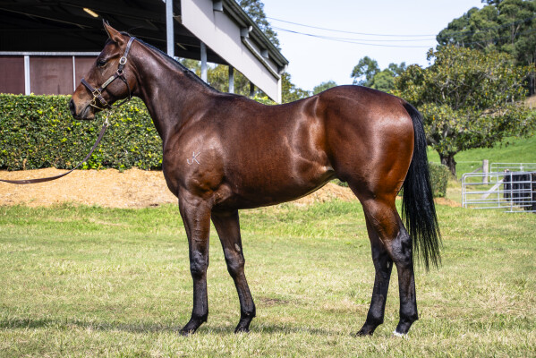 Lot 175: Zousain / Charge to Bank