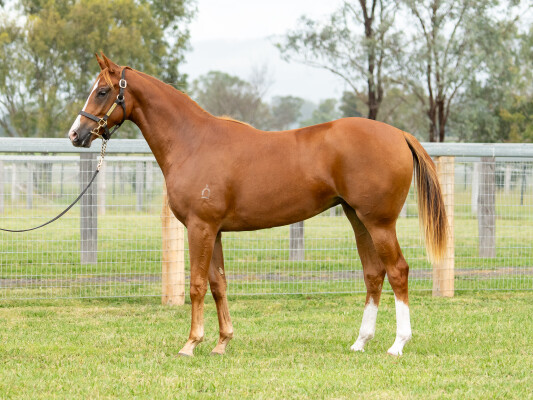 Lot 206: Headwater / Esteem Pride