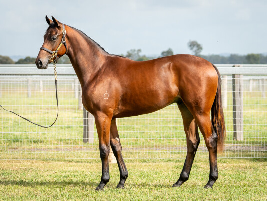 Lot 181: Acrobat / Clear Perception (NZ)