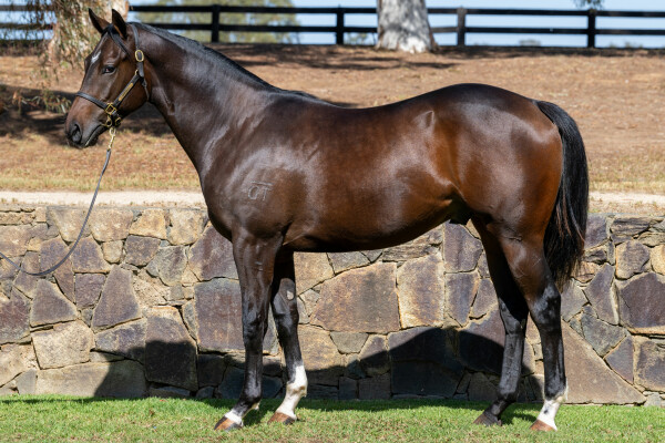 Lot 27: Peltzer / Primadini