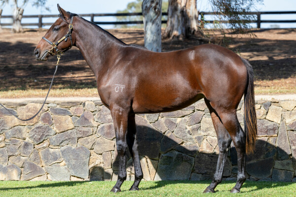 Lot 38: Wild Ruler / Redeeming Spirit