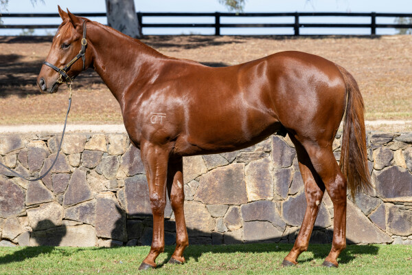 Lot 47: Captivant / Saivata