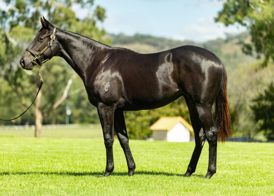 Lot 51: North Pacific / Sensible Lady (USA)