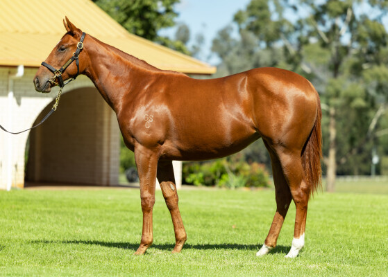Lot 69: Capitalist / Snitzel's Glow