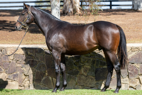 Lot 189: Peltzer / Daisy's Daughter