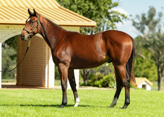 Lot 201: Yes Yes Yes / Dubrovnik