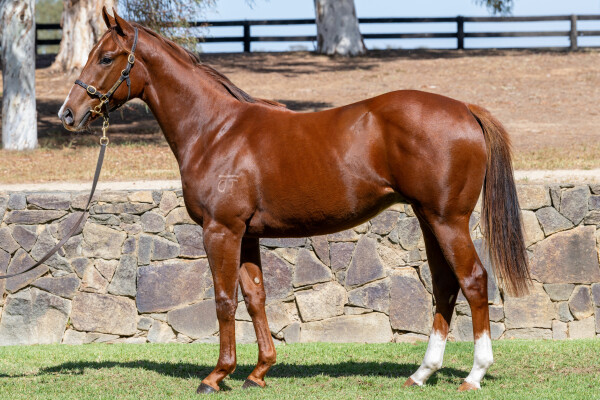 Lot 202: Harry Angel (IRE) / Dwarf