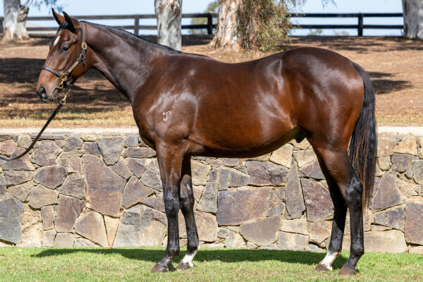 Lot 247: Wild Ruler / Jive Dancing (GB)