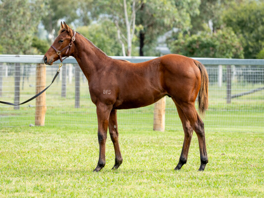 Lot 45: Cracksman (GB) / Pitch Blue (FR)