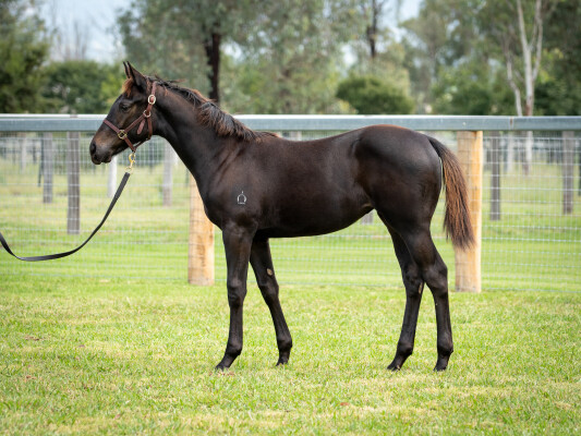 Lot 74: Pierro / Redoute's Soul