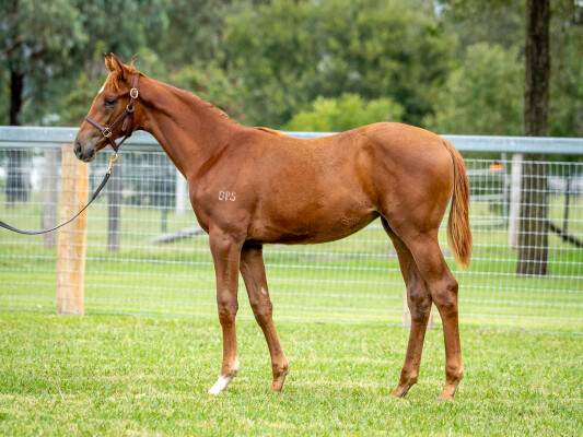 Lot 350: Star Turn / Dixie's Comet