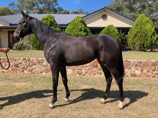 Lot 129: Cool Aza Beel (NZ) / A Good Heart