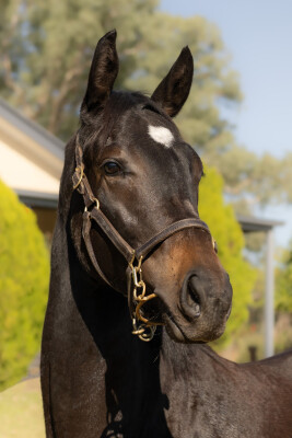 Lot 129: Cool Aza Beel (NZ) / A Good Heart