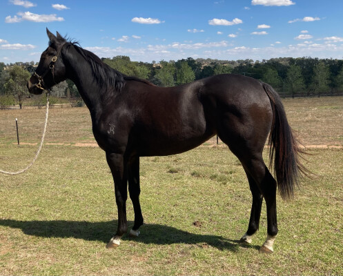 Lot 129: Cool Aza Beel (NZ) / A Good Heart