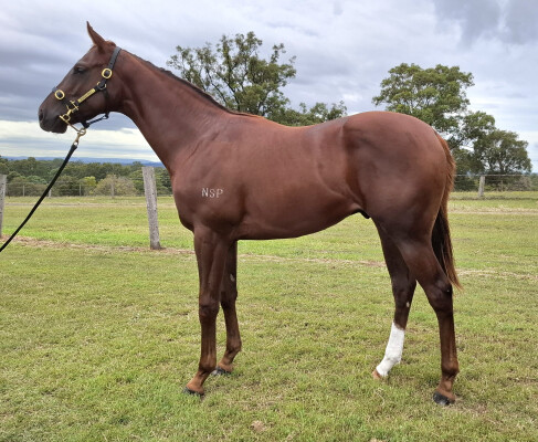 Lot 240: Showtime / In Need I Am
