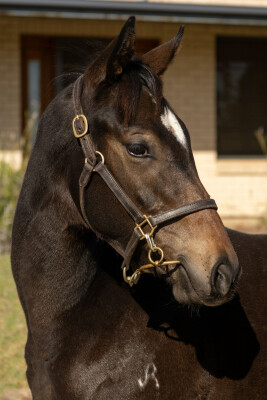 Lot 241: Unite and Conquer / A Good Heart