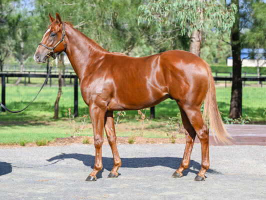 Lot 26: Time to Reign / Pricing Power