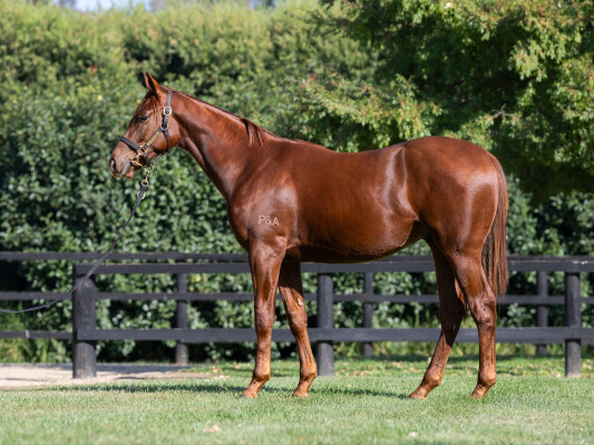 Lot 13: Fiorente (IRE) / Panda's Rainbow