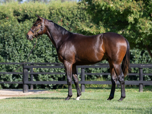 Lot 63: Tagaloa / Showada