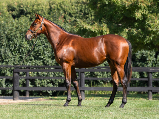 Lot 76: Written By / Star Bright