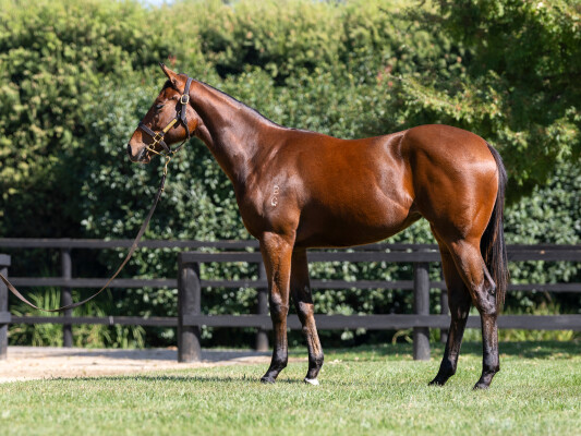 Lot 128: Rubick / Zousonic