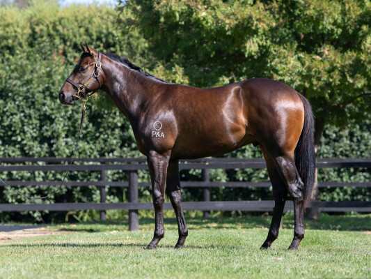 Lot 156: Exceedance / Bella Pronto