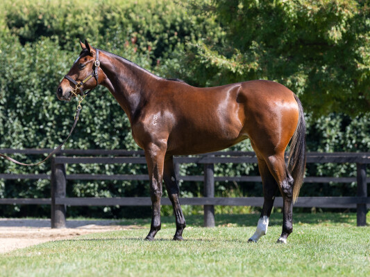 Lot 256: Russian Revolution / Laila de Vega