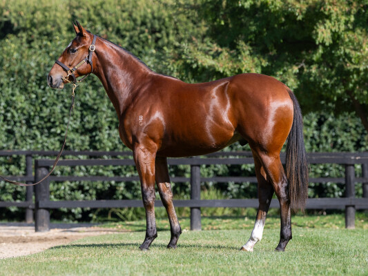 Lot 295: Yes Yes Yes / Moreau