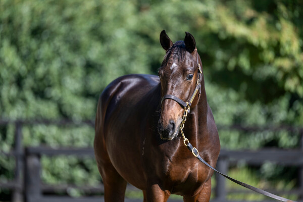 Lot 63: Tagaloa / Showada