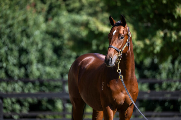 Lot 76: Written By / Star Bright