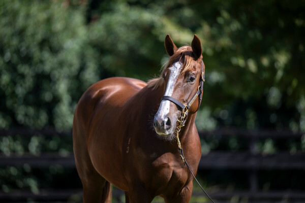 Lot 96: Russian Revolution / The Deepest Secret