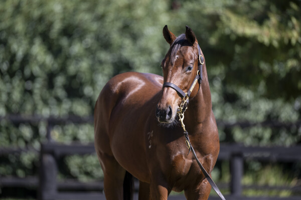 Lot 128: Rubick / Zousonic