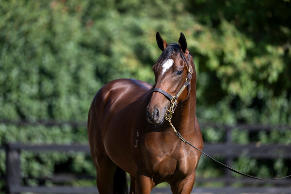 Lot 174: Graff / Certitude