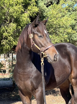 Lot 135: Russian Revolution / Aganippe