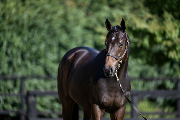 Lot 193: Russian Revolution / Dawnie Perfect