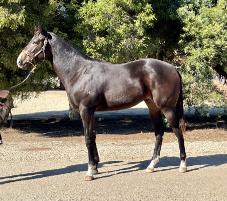 Lot 135: Russian Revolution / Aganippe