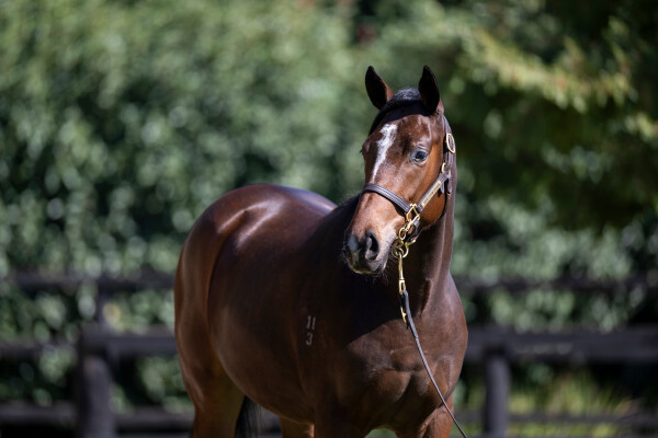 Lot 196: Russian Revolution / Deserved