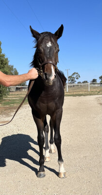 Lot 135: Russian Revolution / Aganippe